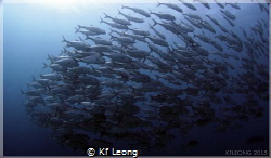 School of Jacks taken with a compact camera and a wide an... by Kf Leong 